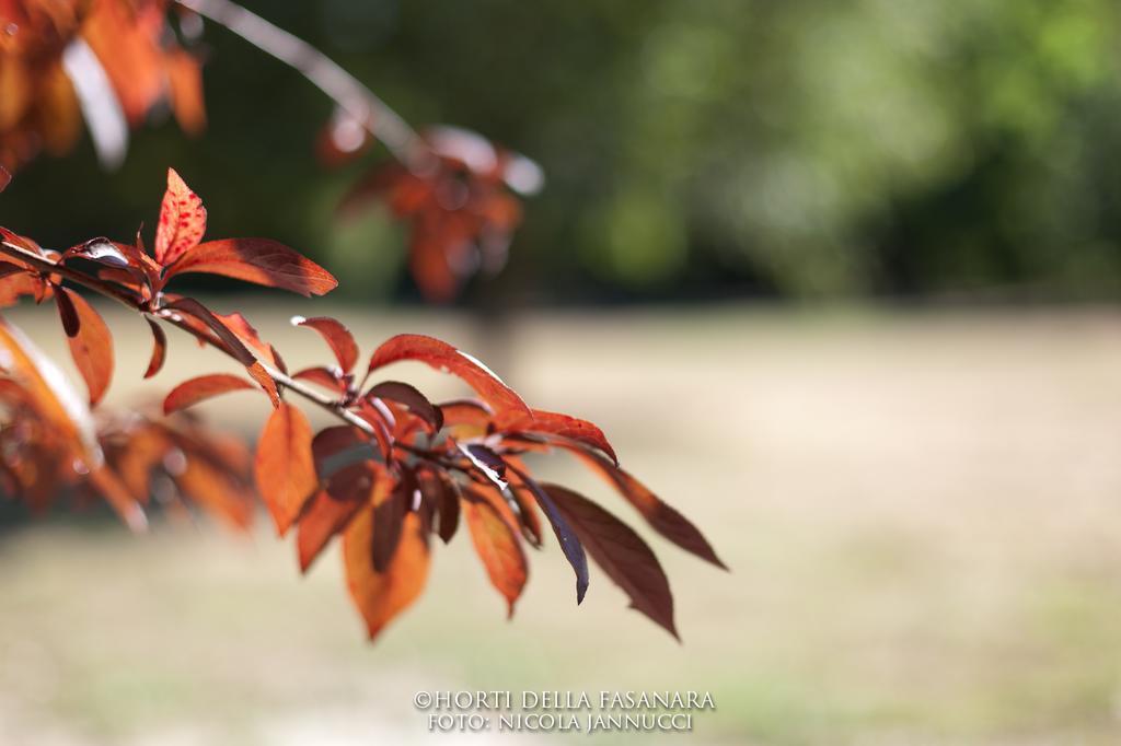 Horti Della Fasanara Ferrara